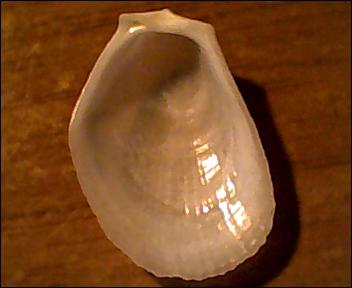 Limide da identificare